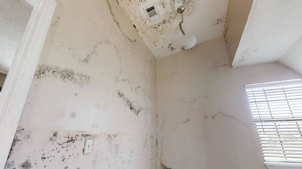 Best Industrial Mold Remediation  in North Oaks, MN