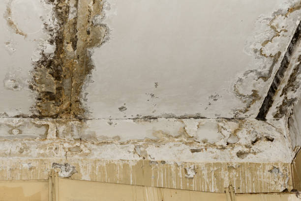 Best Industrial Mold Remediation  in North Oaks, MN