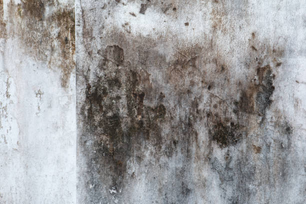 Trusted North Oaks, MN Mold Removal Experts