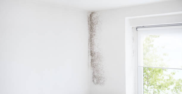 Best Air Quality Testing for Mold Spores  in North Oaks, MN