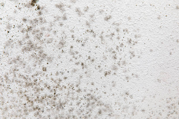 Environmental Consulting for Mold Prevention in North Oaks, MN