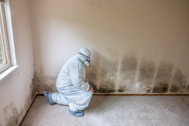 Best Residential Mold Inspection & Testing  in North Oaks, MN